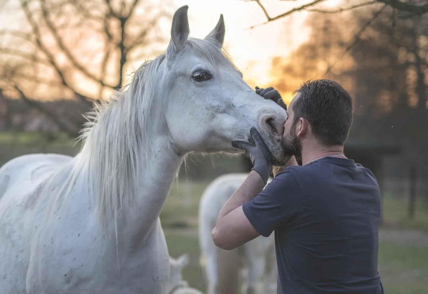 Relation entre un cavalier et son cheval illustrant la confiance et la préparation mentale en équitation